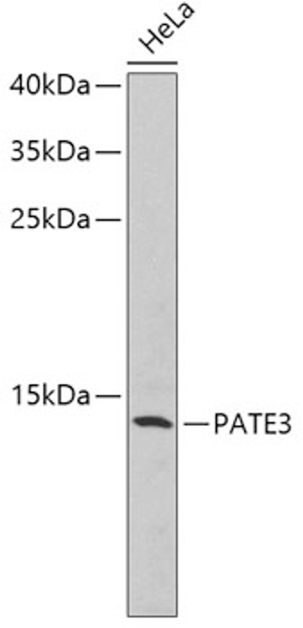 Western blot analysis of extracts of HeLa cells, using PATE3 antibody (18-571) .<br/>Secondary antibody: HRP Goat Anti-Rabbit IgG (H+L) at 1:10000 dilution.<br/>Lysates/proteins: 25ug per lane.<br/>Blocking buffer: 3% nonfat dry milk in TBST.