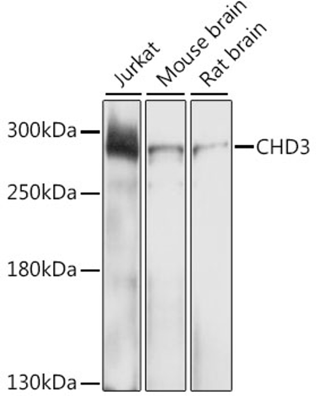 Western blot analysis of extracts of various cell lines, using CHD3 antibody (18-582) at 1:1000 dilution.<br/>Secondary antibody: HRP Goat Anti-Rabbit IgG (H+L) at 1:10000 dilution.<br/>Lysates/proteins: 25ug per lane.<br/>Blocking buffer: 3% nonfat dry milk in TBST.<br/>Detection: ECL Enhanced Kit.<br/>Exposure time: 30s.