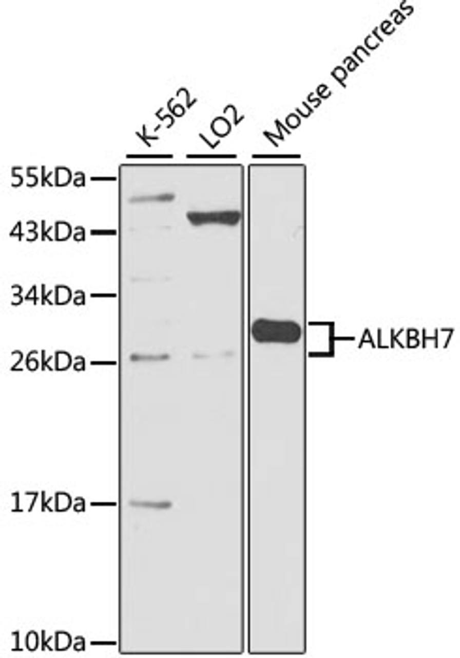 Western blot analysis of extracts of various cell lines, using ALKBH7 antibody (18-607) at 1:1000 dilution.<br/>Secondary antibody: HRP Goat Anti-Rabbit IgG (H+L) at 1:10000 dilution.<br/>Lysates/proteins: 25ug per lane.<br/>Blocking buffer: 3% nonfat dry milk in TBST.<br/>Detection: ECL Basic Kit.<br/>Exposure time: 90s.