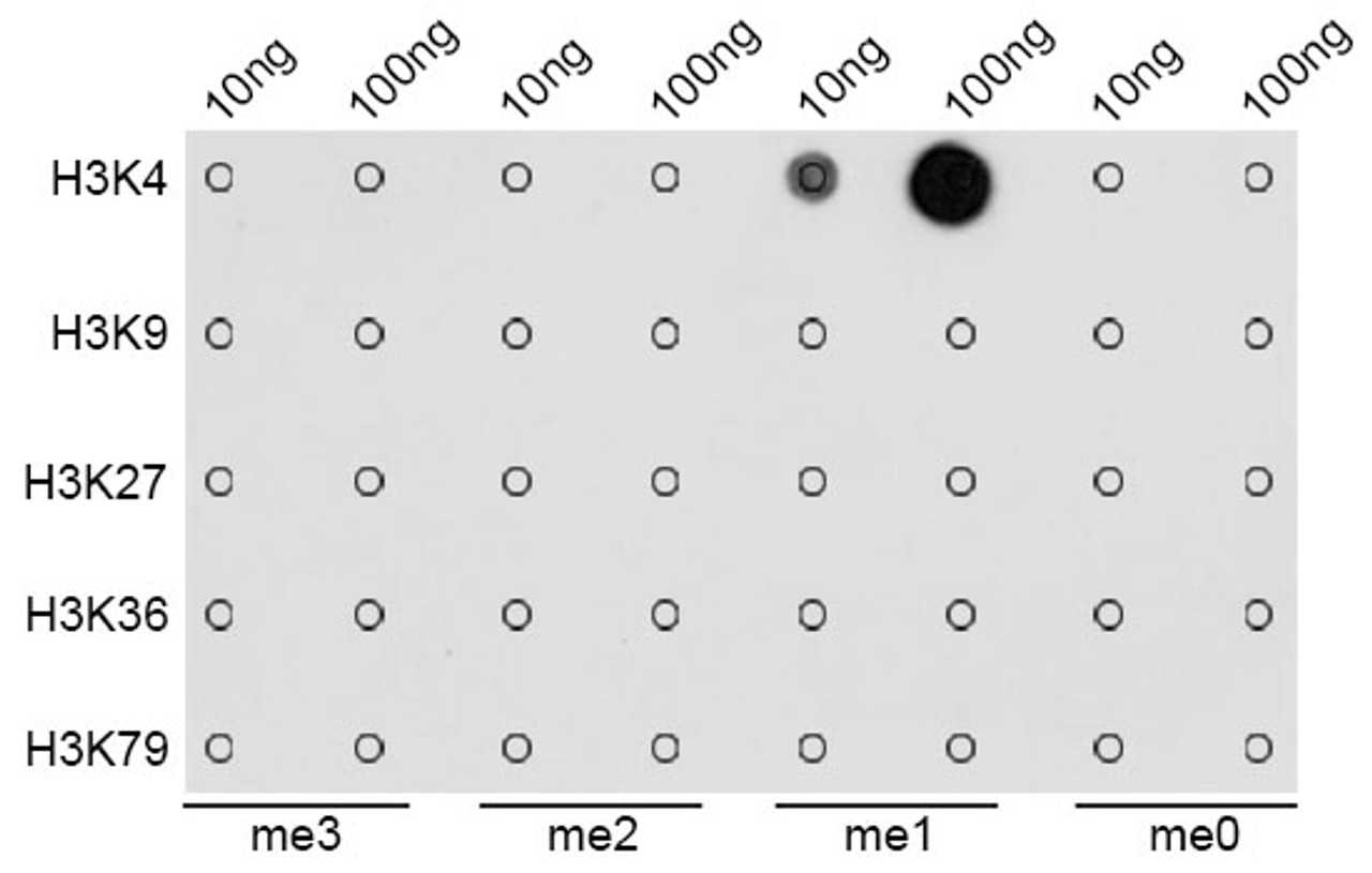 Dot-blot analysis of all sorts of methylation peptides using MonoMethyl-Histone H3-K4 antibody (18-618) .