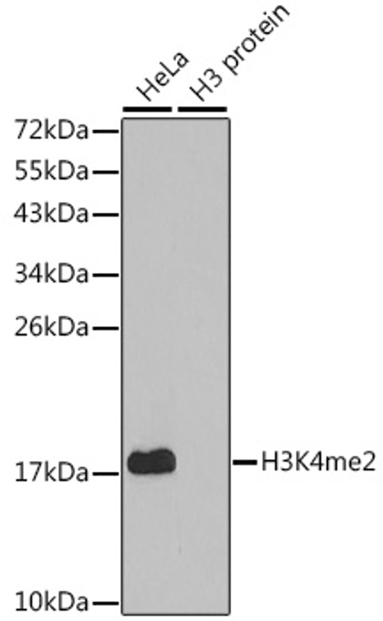 Western blot analysis of extracts of various cell lines, using DiMethyl-Histone H3-K4 antibody (18-619) .<br/>Secondary antibody: HRP Goat Anti-Rabbit IgG (H+L) at 1:10000 dilution.<br/>Lysates/proteins: 25ug per lane.<br/>Blocking buffer: 3% nonfat dry milk in TBST.