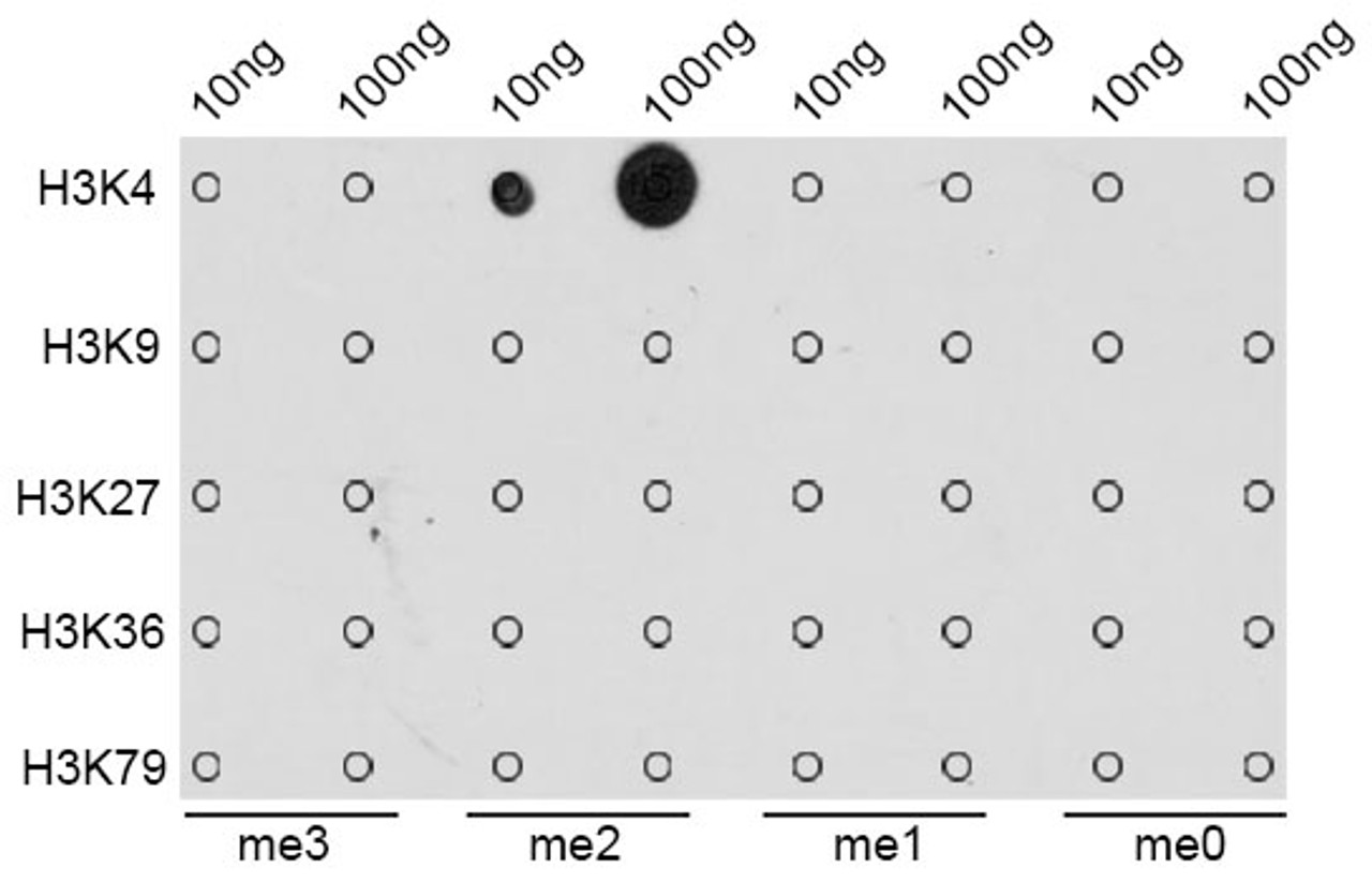 Dot-blot analysis of all sorts of methylation peptides using DiMethyl-Histone H3-K4 antibody (18-619) .