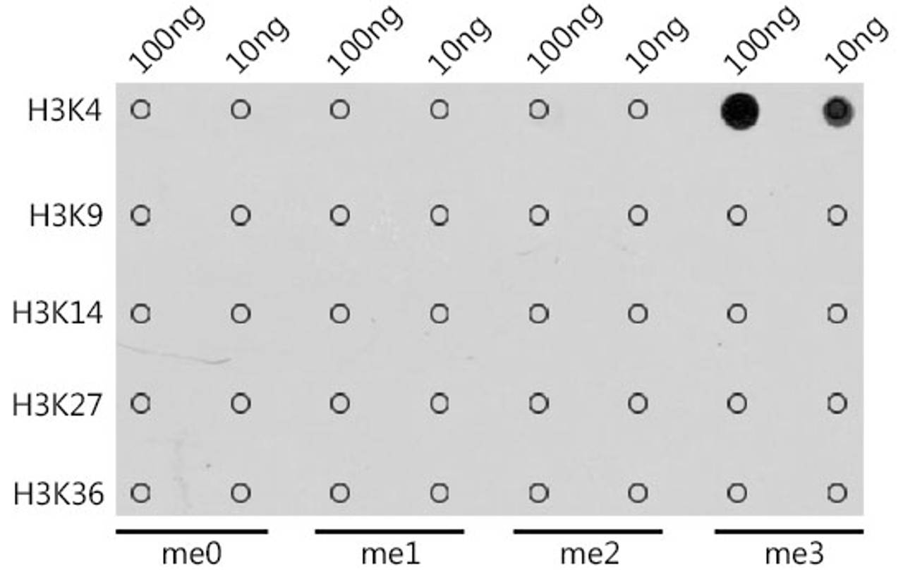 Dot-blot analysis of all sorts of methylation peptides using TriMethyl-Histone H3-K4 antibody (18-620) at 1:1000 dilution.