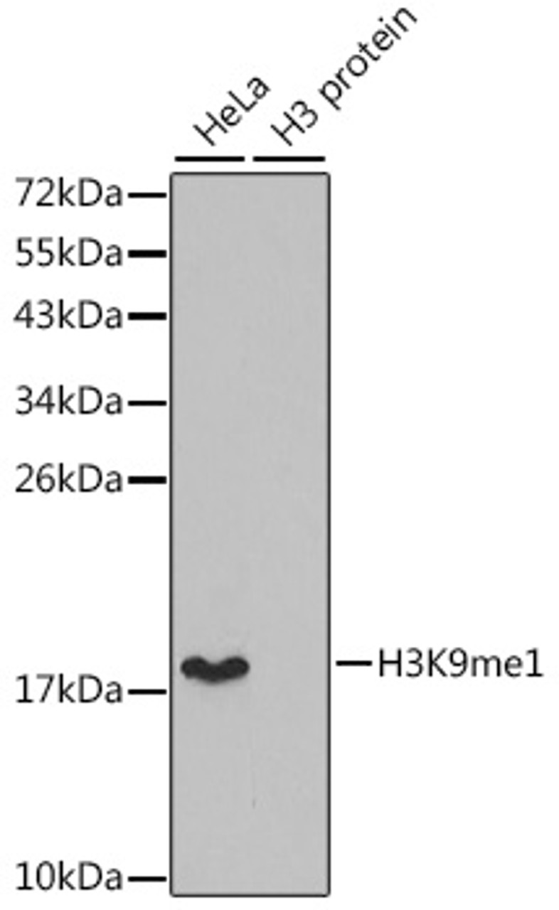 Western blot analysis of extracts of various cell lines, using MonoMethyl-Histone H3-K9 antibody (18-621) .<br/>Secondary antibody: HRP Goat Anti-Rabbit IgG (H+L) at 1:10000 dilution.<br/>Lysates/proteins: 25ug per lane.<br/>Blocking buffer: 3% nonfat dry milk in TBST.