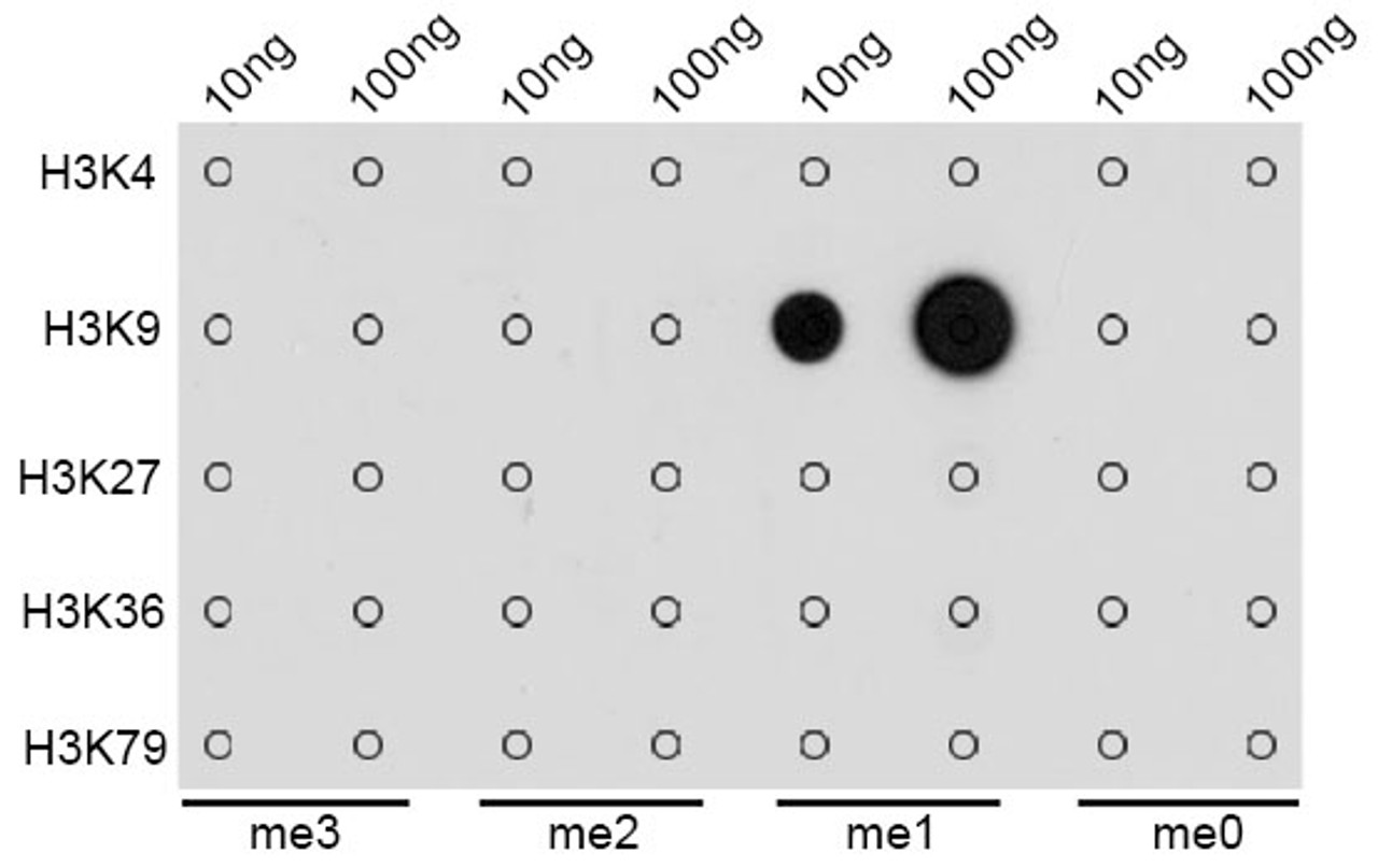 Dot-blot analysis of all sorts of methylation peptides using MonoMethyl-Histone H3-K9 antibody (18-621) .