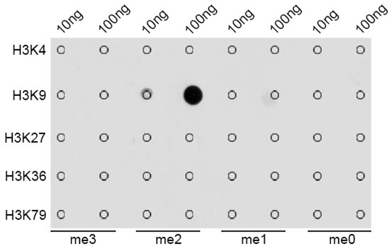 Dot-blot analysis of all sorts of methylation peptides using DiMethyl-Histone H3-K9 antibody (18-622) .