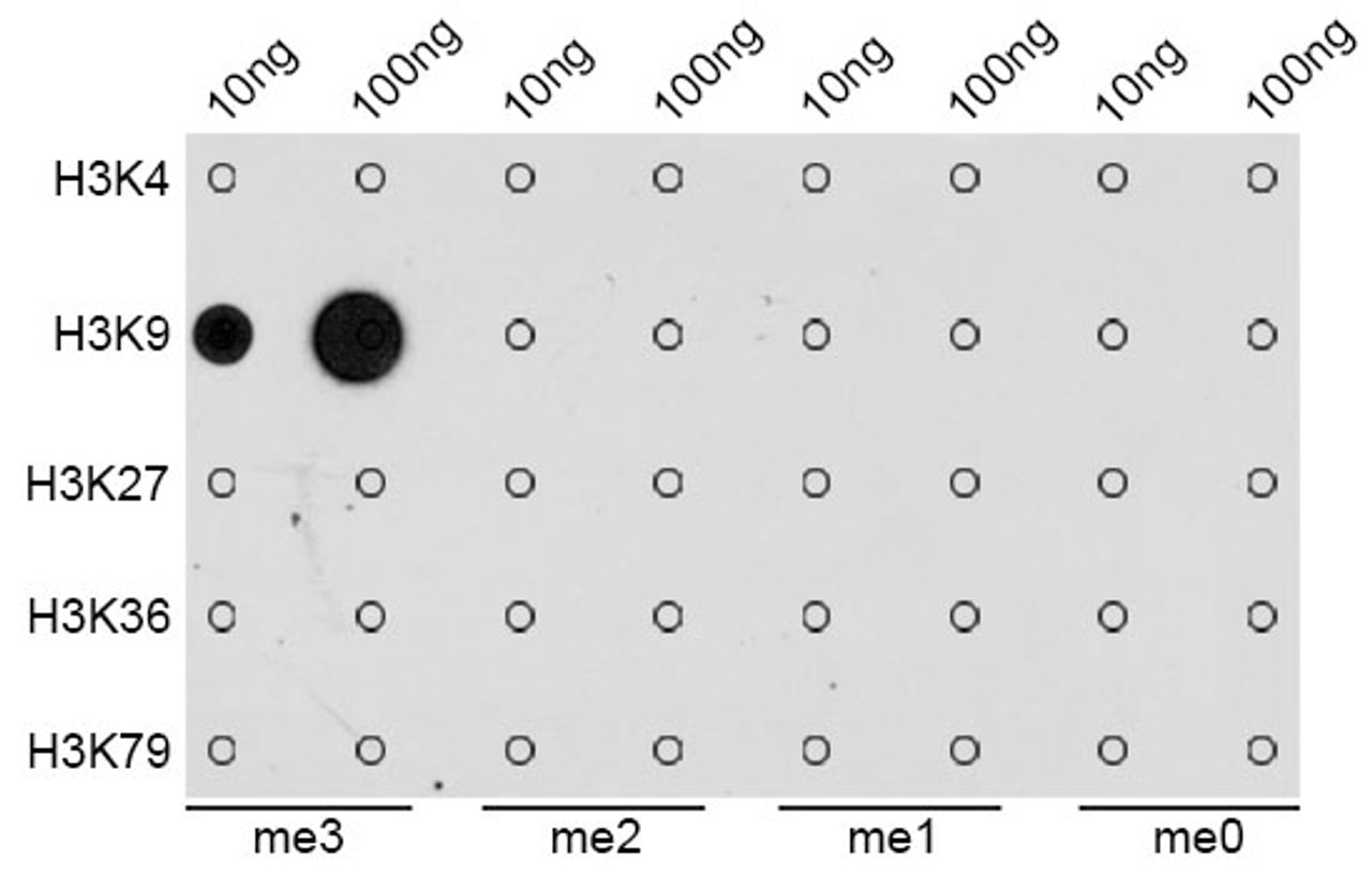 Dot-blot analysis of all sorts of methylation peptides using TriMethyl-Histone H3-K9 antibody (18-623) .
