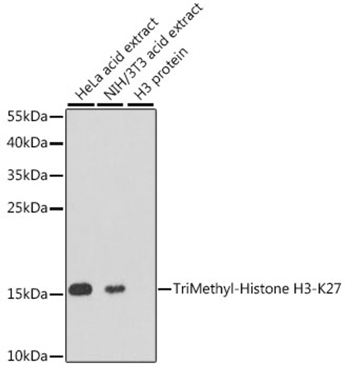 Western blot analysis of extracts of various cell lines, using TriMethyl-Histone H3-K27 antibody (18-626) at 1:1000 dilution.<br/>Secondary antibody: HRP Goat Anti-Rabbit IgG (H+L) at 1:10000 dilution.<br/>Lysates/proteins: 25ug per lane.<br/>Blocking buffer: 3% nonfat dry milk in TBST.<br/>Detection: ECL Basic Kit.<br/>Exposure time: 10s.