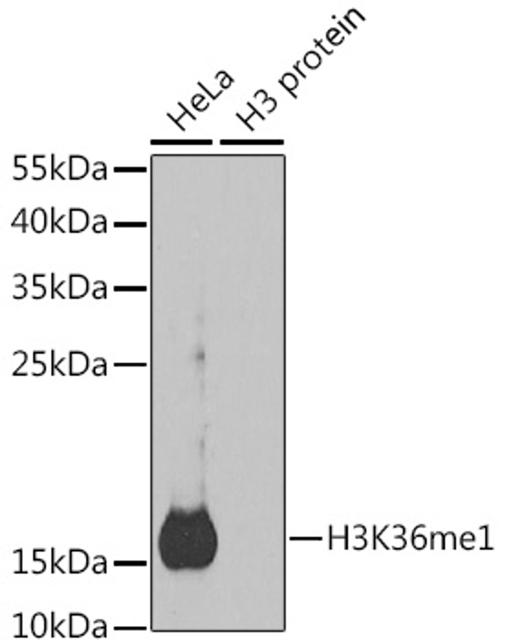 Western blot analysis of extracts of various cell lines, using MonoMethyl-Histone H3-K36 antibody (18-627) .<br/>Secondary antibody: HRP Goat Anti-Rabbit IgG (H+L) at 1:10000 dilution.<br/>Lysates/proteins: 25ug per lane.<br/>Blocking buffer: 3% nonfat dry milk in TBST.