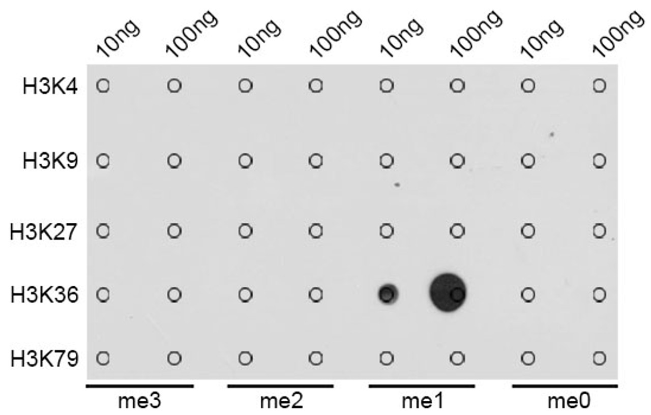 Dot-blot analysis of all sorts of methylation peptides using MonoMethyl-Histone H3-K36 antibody (18-627) .