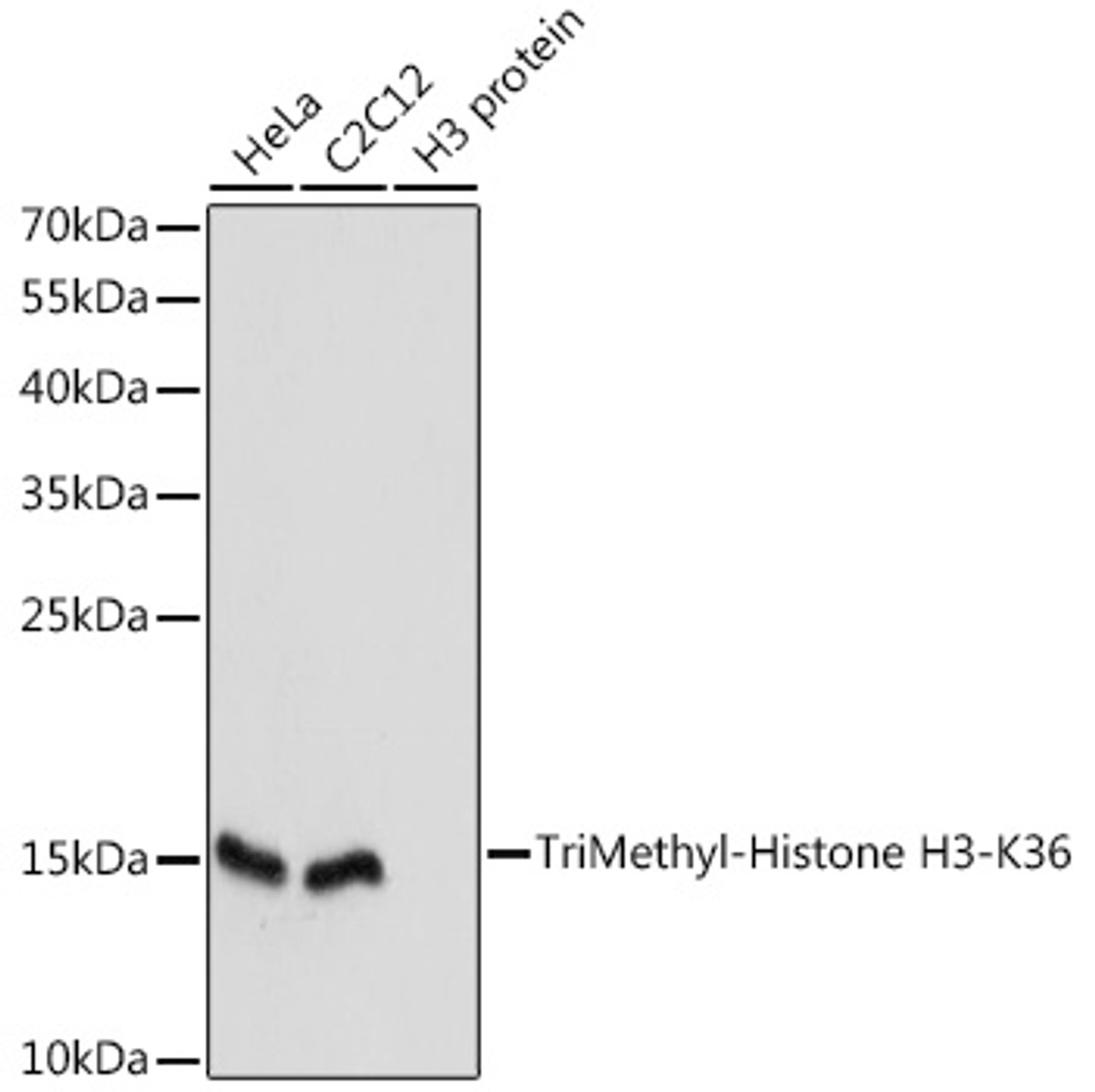 Western blot analysis of extracts of various cell lines, using TriMethyl-Histone H3-K36 antibody (18-629) at 1:1000 dilution.<br/>Secondary antibody: HRP Goat Anti-Rabbit IgG (H+L) at 1:10000 dilution.<br/>Lysates/proteins: 25ug per lane.<br/>Blocking buffer: 3% nonfat dry milk in TBST.<br/>Detection: ECL Basic Kit.<br/>Exposure time: 1s.