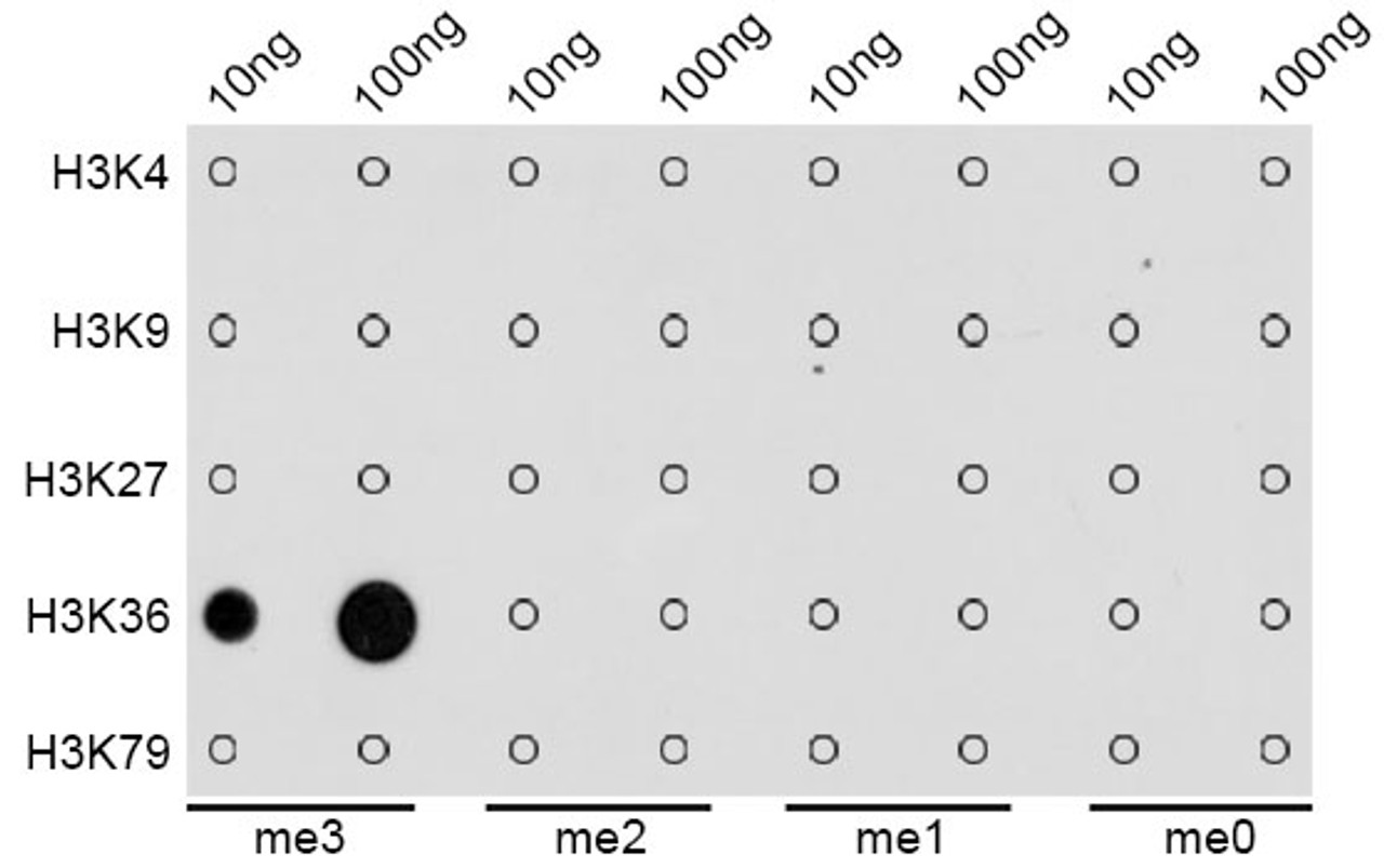 Dot-blot analysis of all sorts of methylation peptides using TriMethyl-Histone H3-K36 antibody (18-629) .