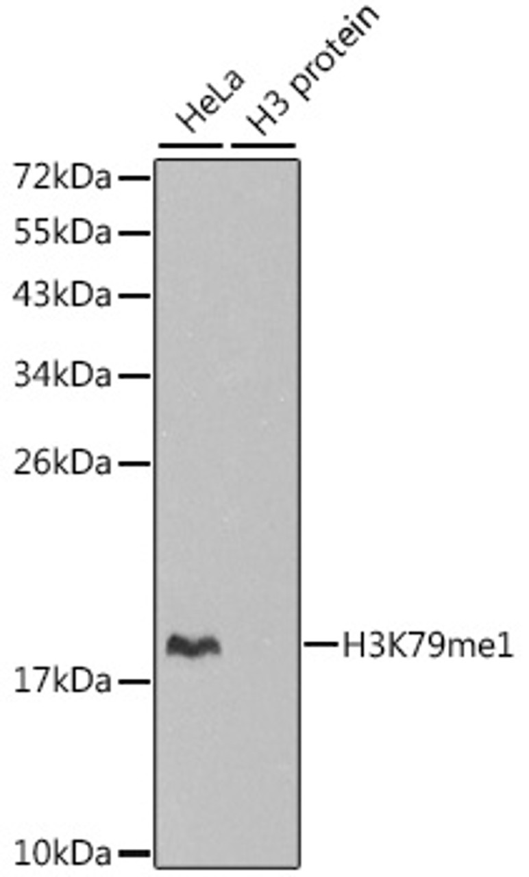 Western blot analysis of extracts of various cell lines, using MonoMethyl-Histone H3-K79 antibody (18-630) .<br/>Secondary antibody: HRP Goat Anti-Rabbit IgG (H+L) at 1:10000 dilution.<br/>Lysates/proteins: 25ug per lane.<br/>Blocking buffer: 3% nonfat dry milk in TBST.