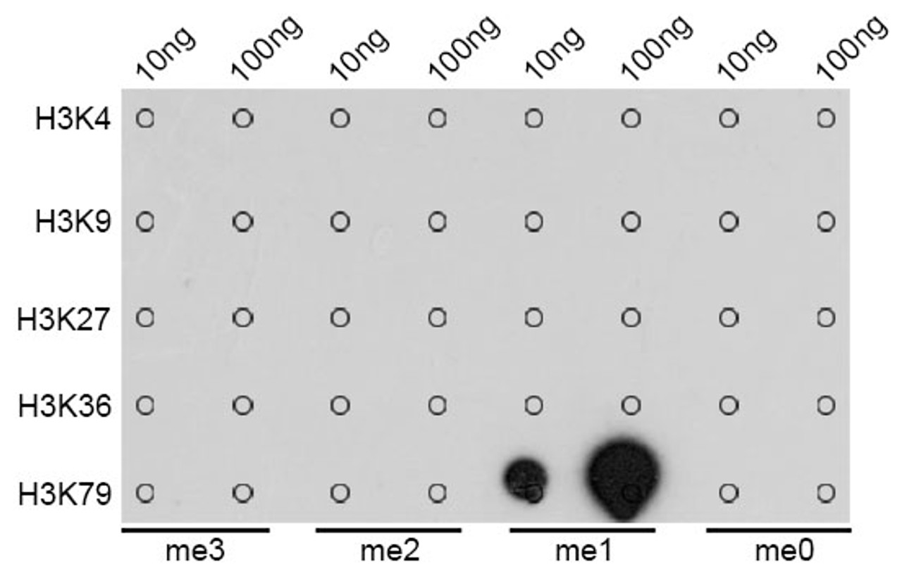 Dot-blot analysis of all sorts of methylation peptides using MonoMethyl-Histone H3-K79 antibody (18-630) .
