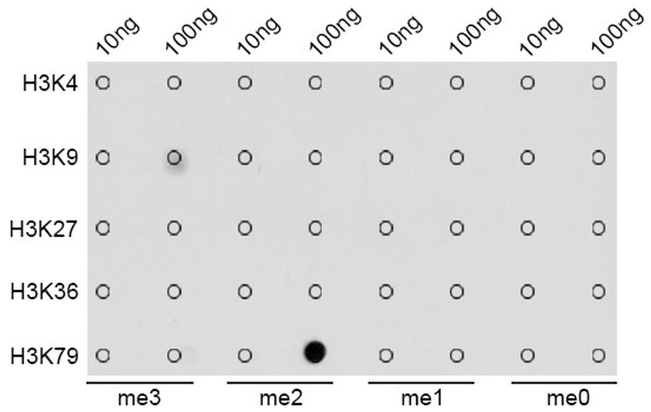 Dot-blot analysis of all sorts of methylation peptides using DiMethyl-Histone H3-K79 antibody (18-631) .