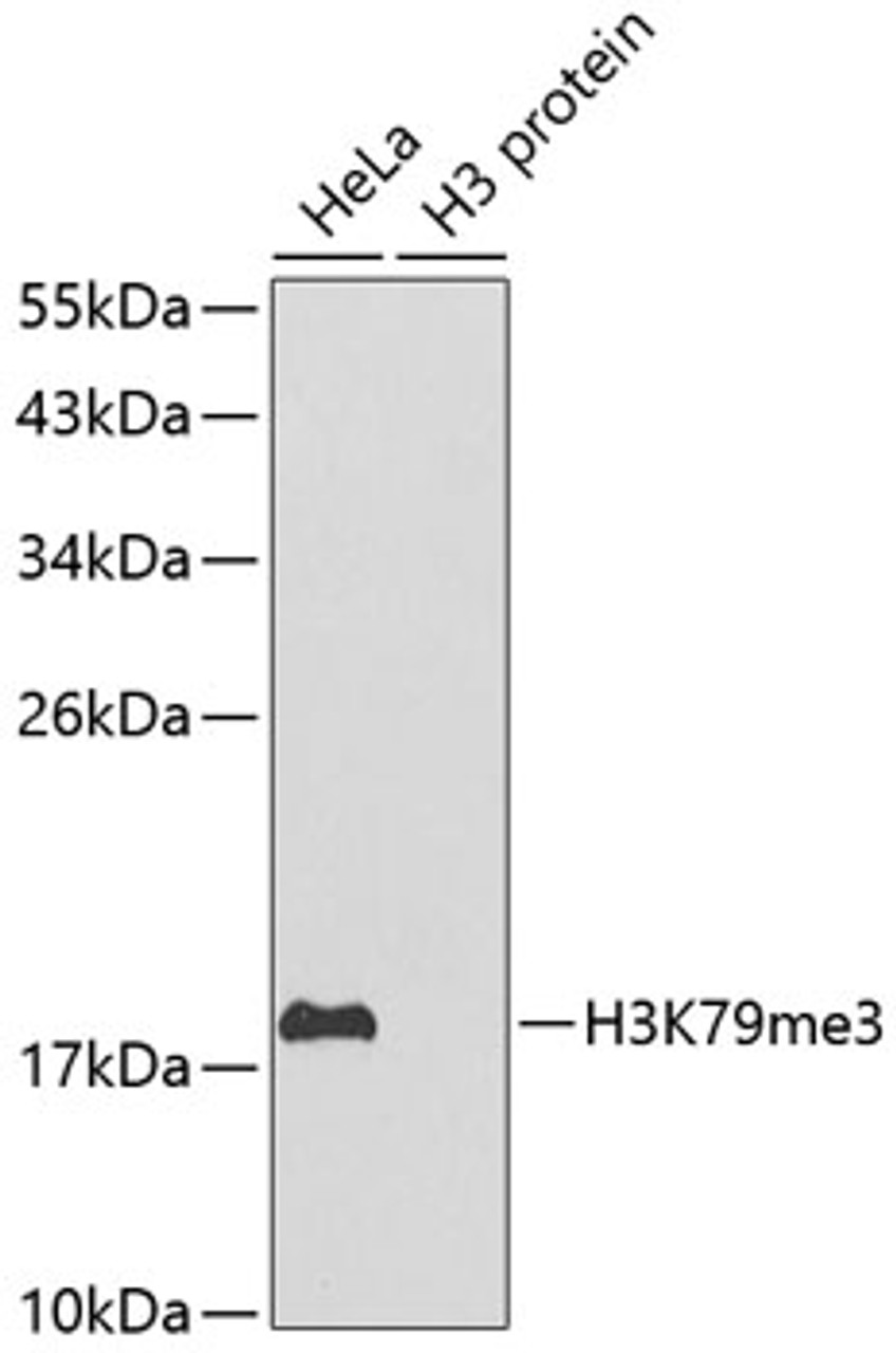 Western blot analysis of extracts of various cell lines, using TriMethyl-Histone H3-K79 antibody (18-632) .<br/>Secondary antibody: HRP Goat Anti-Rabbit IgG (H+L) at 1:10000 dilution.<br/>Lysates/proteins: 25ug per lane.<br/>Blocking buffer: 3% nonfat dry milk in TBST.