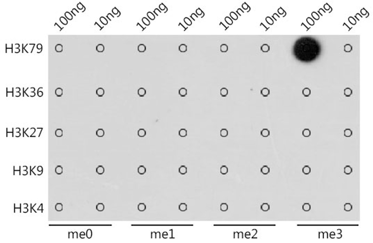 Dot-blot analysis of all sorts of methylation peptides using TriMethyl-Histone H3-K79 antibody (18-632) at 1:1000 dilution.