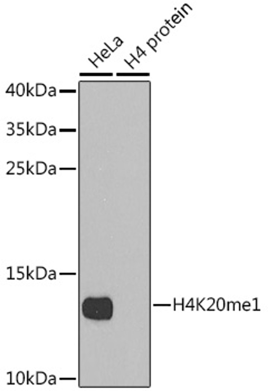 Western blot analysis of extracts of various cell lines, using MonoMethyl-Histone H4-K20 antibody (18-633) .<br/>Secondary antibody: HRP Goat Anti-Rabbit IgG (H+L) at 1:10000 dilution.<br/>Lysates/proteins: 25ug per lane.<br/>Blocking buffer: 3% nonfat dry milk in TBST.