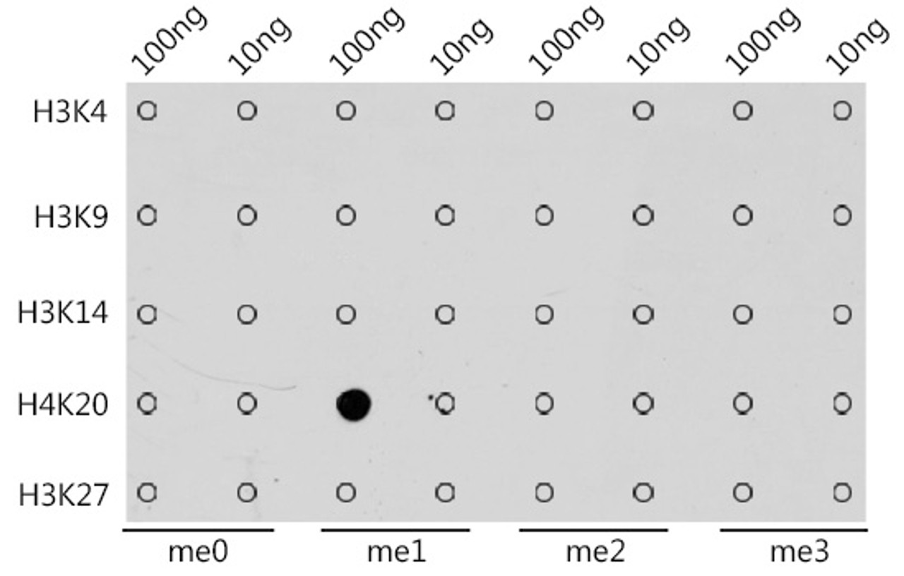 Dot-blot analysis of all sorts of methylation peptides using MonoMethyl-Histone H4-K20 antibody (18-633) .