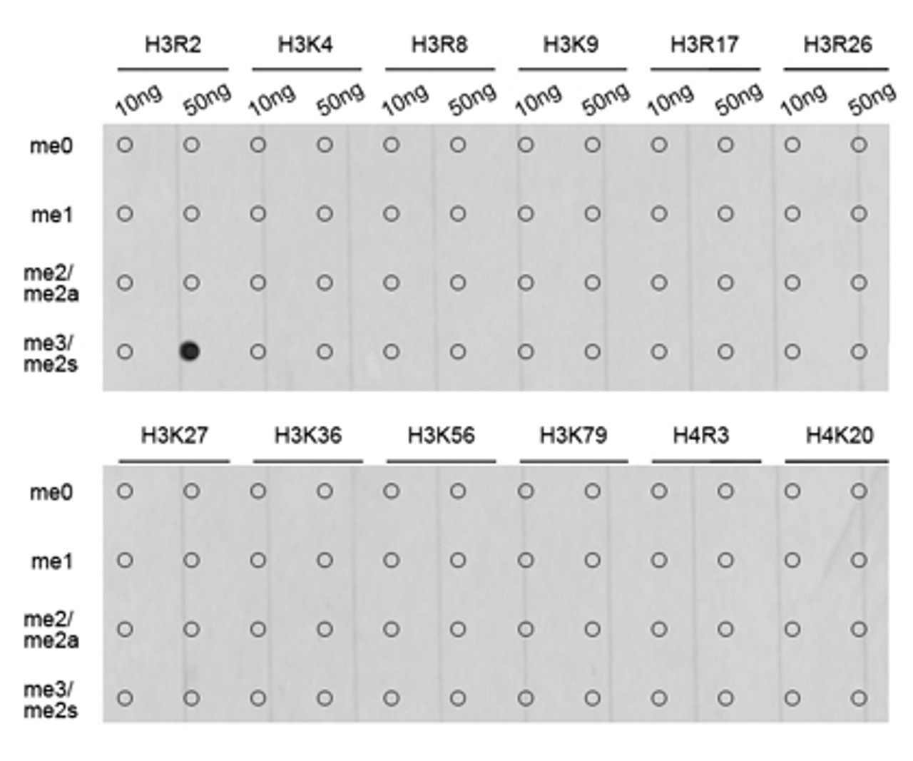 Dot-blot analysis of all sorts of methylation peptides using Symmetric DiMethyl-Histone H3-R2 antibody (18-636) .