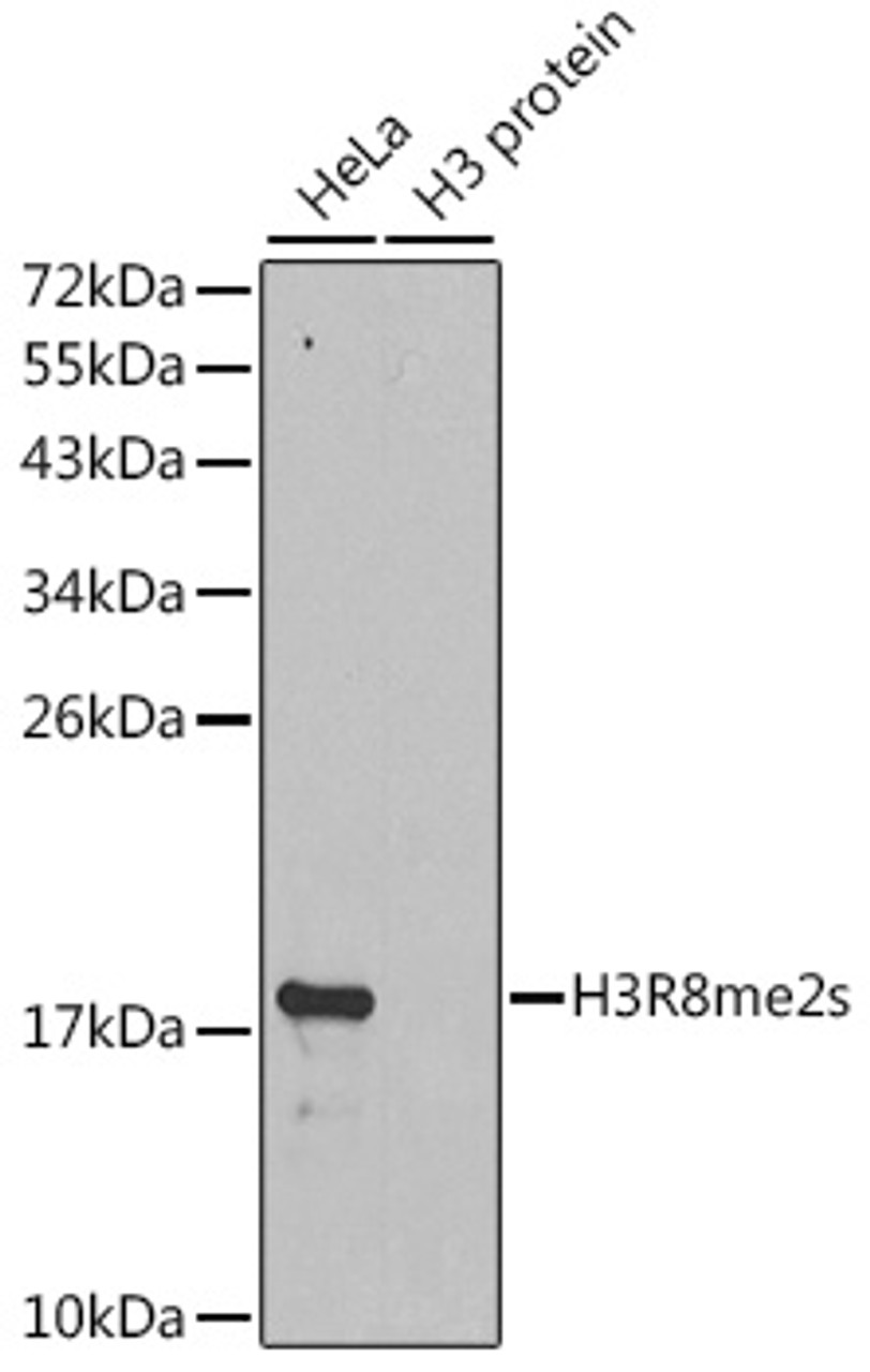 Western blot analysis of extracts of various cell lines, using Symmetric DiMethyl-Histone H3-R8 antibody (18-637) .<br/>Secondary antibody: HRP Goat Anti-Rabbit IgG (H+L) at 1:10000 dilution.<br/>Lysates/proteins: 25ug per lane.<br/>Blocking buffer: 3% nonfat dry milk in TBST.