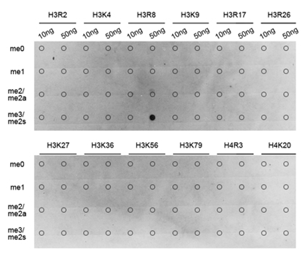 Dot-blot analysis of all sorts of methylation peptides using Symmetric DiMethyl-Histone H3-R8 antibody (18-637) .