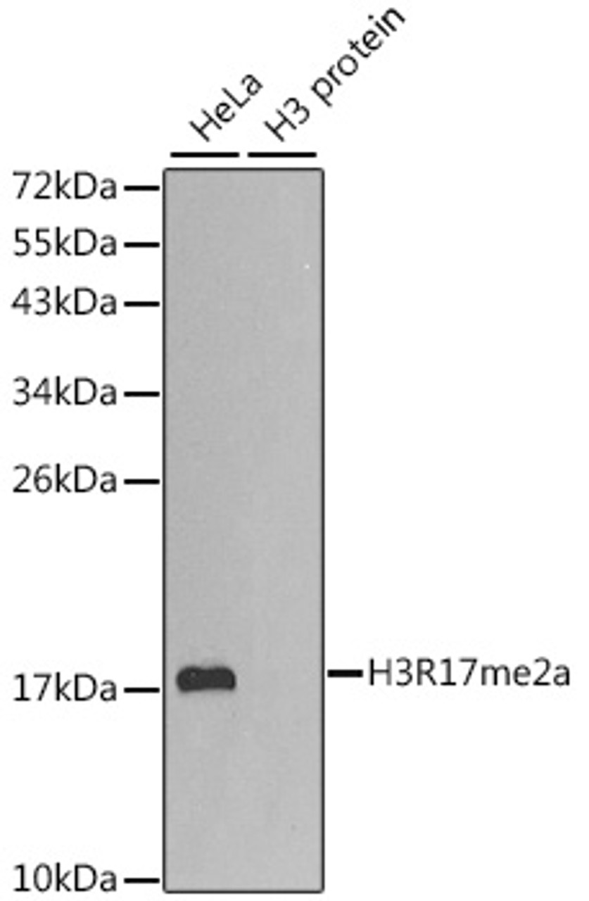 Western blot analysis of extracts of various cell lines, using Asymmetric DiMethyl-Histone H3-R17 antibody (18-642) .<br/>Secondary antibody: HRP Goat Anti-Rabbit IgG (H+L) at 1:10000 dilution.<br/>Lysates/proteins: 25ug per lane.<br/>Blocking buffer: 3% nonfat dry milk in TBST.