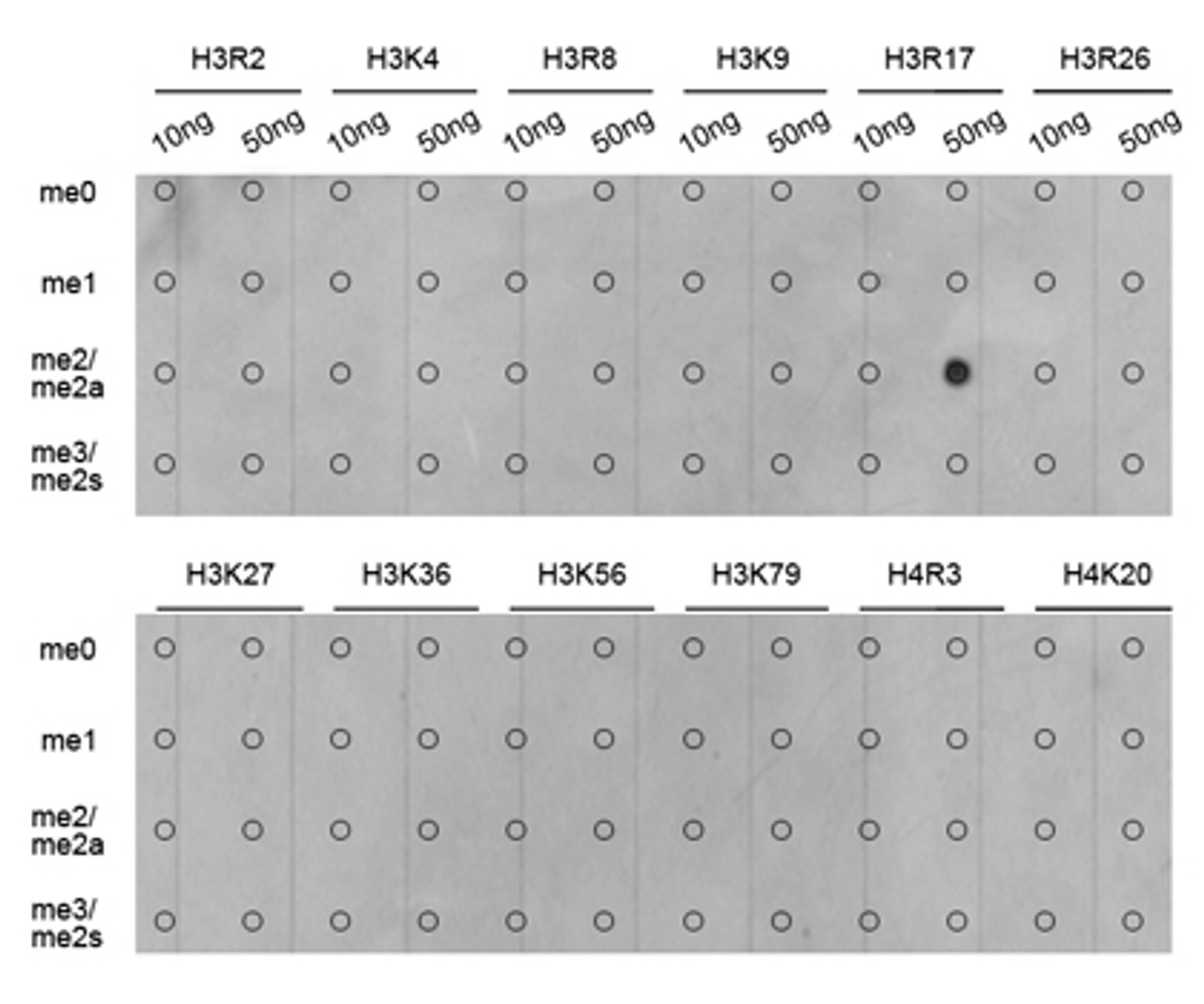 Dot-blot analysis of all sorts of methylation peptides using Asymmetric DiMethyl-Histone H3-R17 antibody (18-642) .