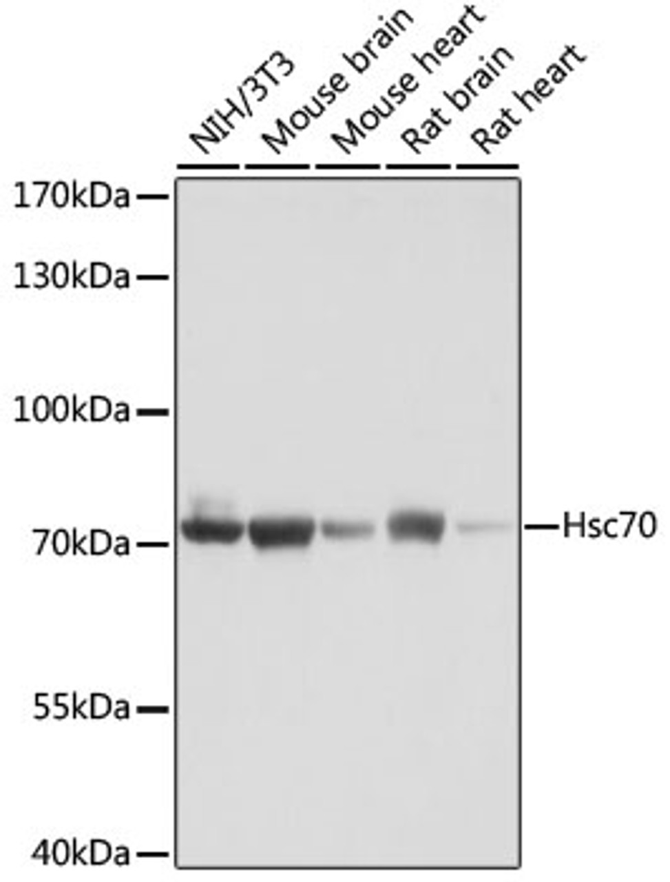 Western blot analysis of extracts of various cell lines, using Hsc70 antibody (18-662) at 1:1000 dilution.<br/>Secondary antibody: HRP Goat Anti-Rabbit IgG (H+L) at 1:10000 dilution.<br/>Lysates/proteins: 25ug per lane.<br/>Blocking buffer: 3% nonfat dry milk in TBST.<br/>Detection: ECL Basic Kit.<br/>Exposure time: 5s.