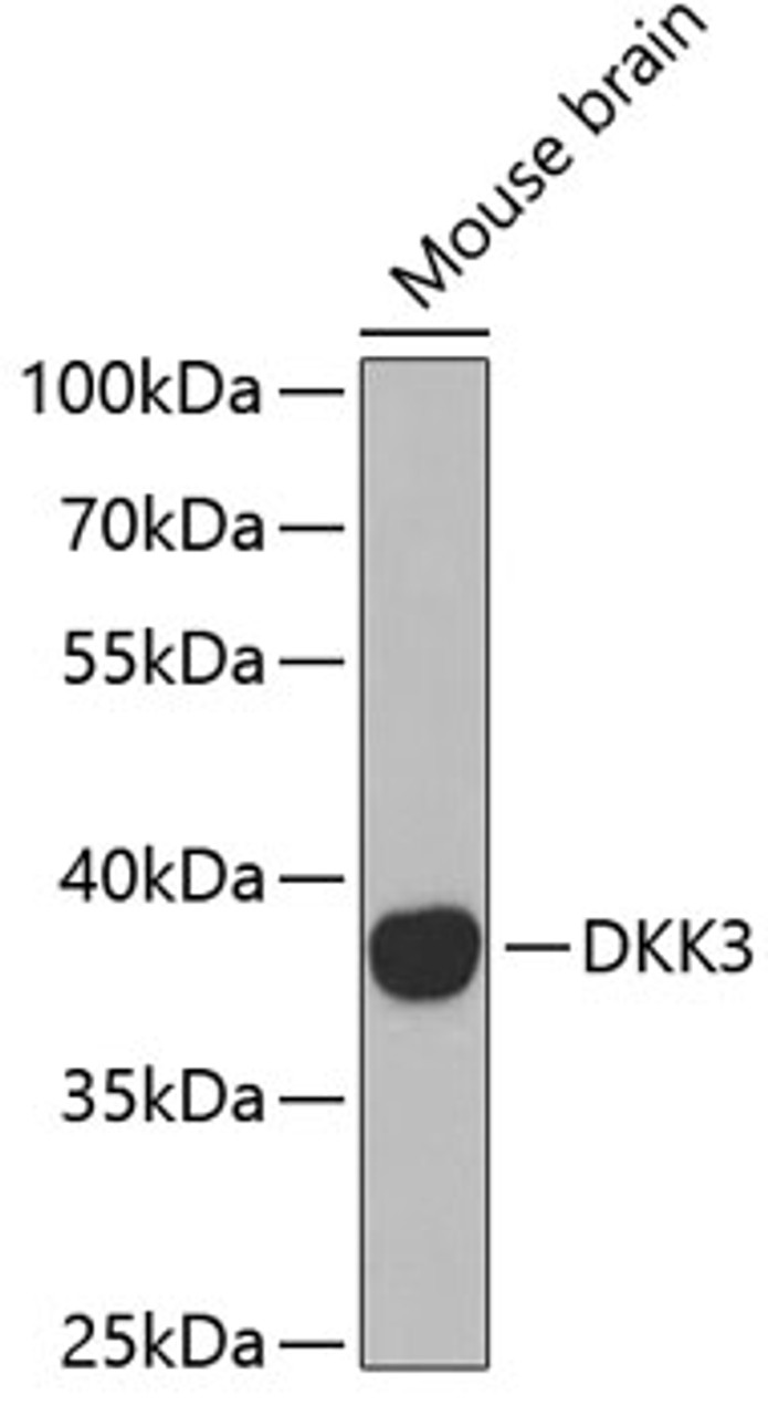 Western blot analysis of extracts of mouse brain, using DKK3 antibody (18-691) at 1:1000 dilution.<br/>Secondary antibody: HRP Goat Anti-Rabbit IgG (H+L) at 1:10000 dilution.<br/>Lysates/proteins: 25ug per lane.<br/>Blocking buffer: 3% nonfat dry milk in TBST.<br/>Detection: ECL Basic Kit.<br/>Exposure time: 90s.