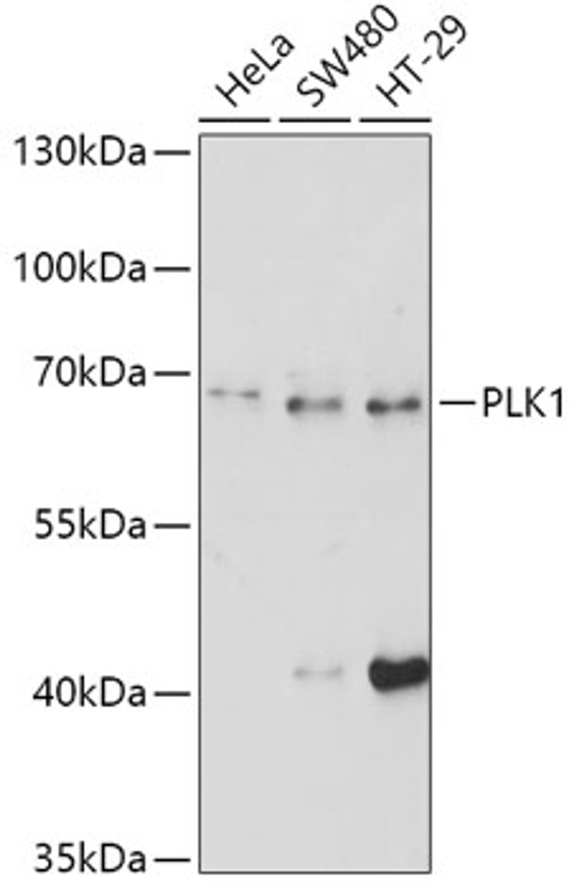Western blot analysis of extracts of various cell lines, using PLK1 antibody (18-702) at 1:500 dilution.<br/>Secondary antibody: HRP Goat Anti-Rabbit IgG (H+L) at 1:10000 dilution.<br/>Lysates/proteins: 25ug per lane.<br/>Blocking buffer: 3% nonfat dry milk in TBST.<br/>Detection: ECL Basic Kit.<br/>Exposure time: 90s.