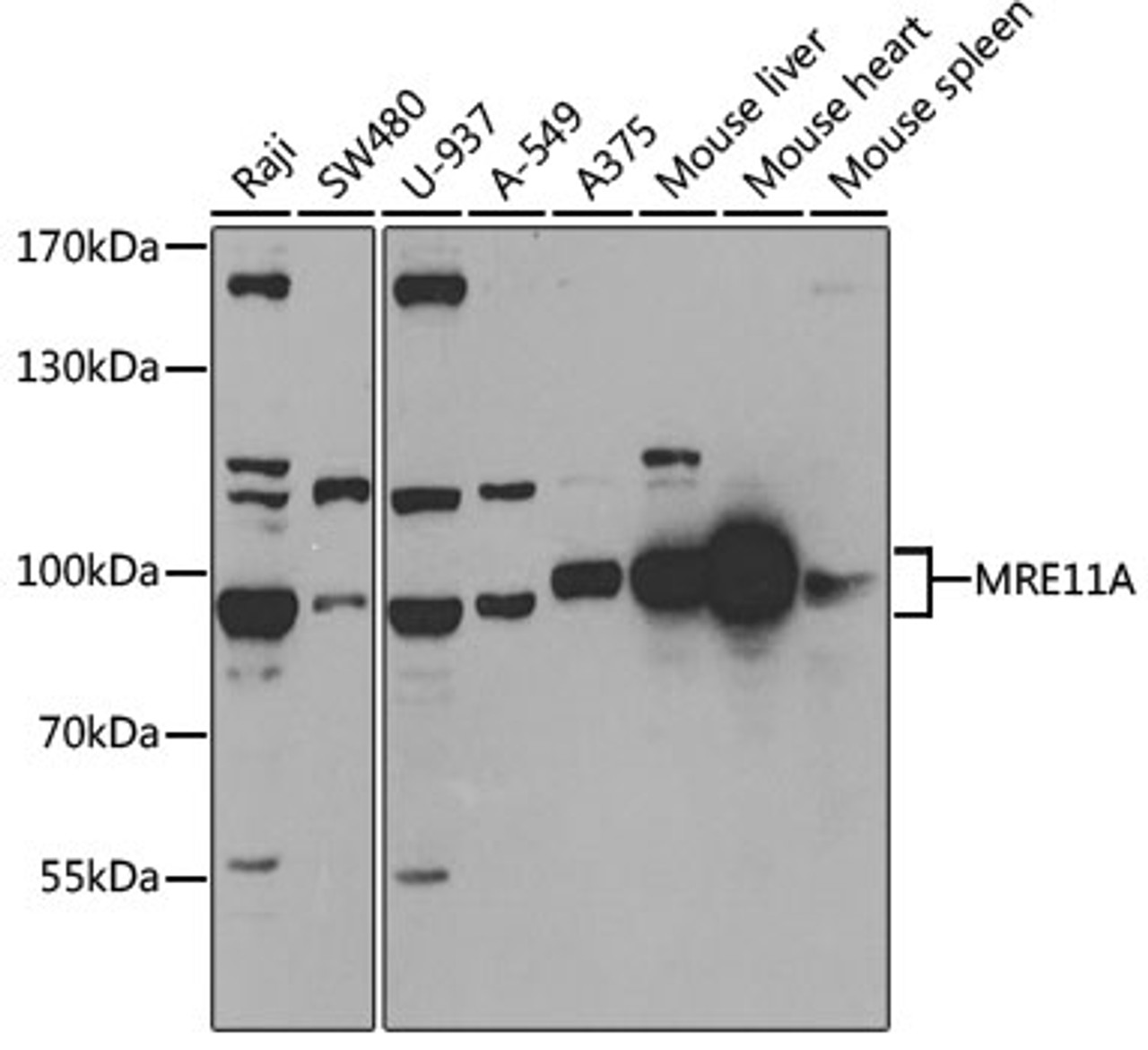 Western blot analysis of extracts of various cell lines, using MRE11A antibody (18-710) at 1:1000 dilution.<br/>Secondary antibody: HRP Goat Anti-Rabbit IgG (H+L) at 1:10000 dilution.<br/>Lysates/proteins: 25ug per lane.<br/>Blocking buffer: 3% nonfat dry milk in TBST.