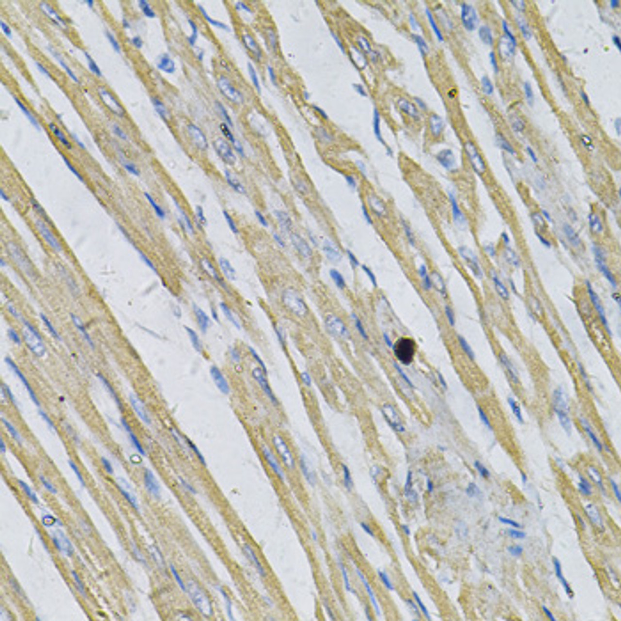 Immunohistochemistry of paraffin-embedded rat heart using PRNP Antibody (18-724) at dilution of 1:100 (40x lens) .