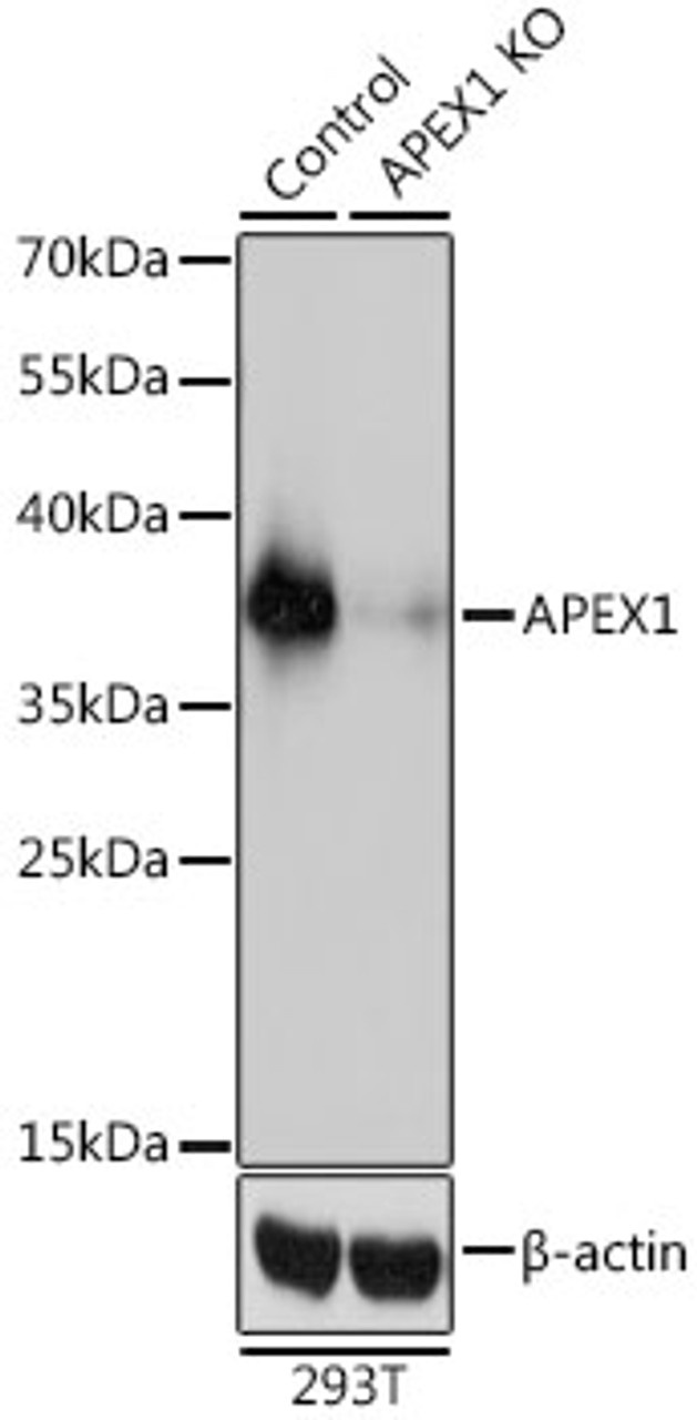 Western blot analysis of extracts from normal (control) and APEX1 knockout (KO) 293T cells, using APEX1 antibody (18-726) at 1:3000 dilution.<br/>Secondary antibody: HRP Goat Anti-Rabbit IgG (H+L) at 1:10000 dilution.<br/>Lysates/proteins: 25ug per lane.<br/>Blocking buffer: 3% nonfat dry milk in TBST.<br/>Detection: ECL Basic Kit.<br/>Exposure time: 1s.