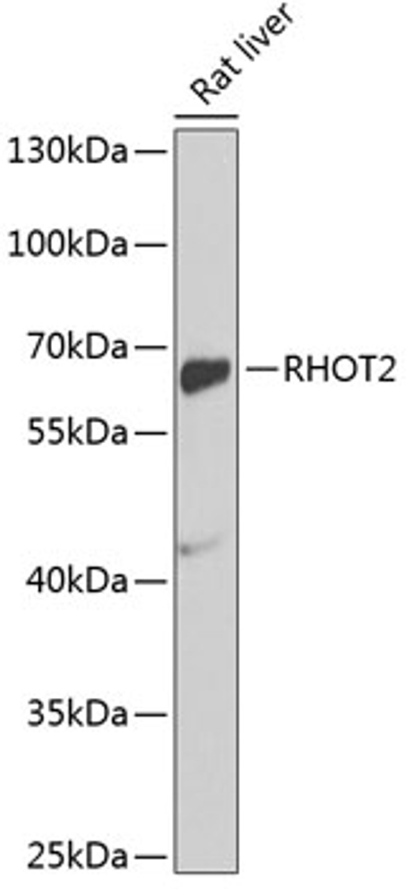 Western blot analysis of extracts of rat liver, using RHOT2 antibody (18-731) at 1:1000 dilution.<br/>Secondary antibody: HRP Goat Anti-Rabbit IgG (H+L) at 1:10000 dilution.<br/>Lysates/proteins: 25ug per lane.<br/>Blocking buffer: 3% nonfat dry milk in TBST.<br/>Detection: ECL Basic Kit.<br/>Exposure time: 90s.