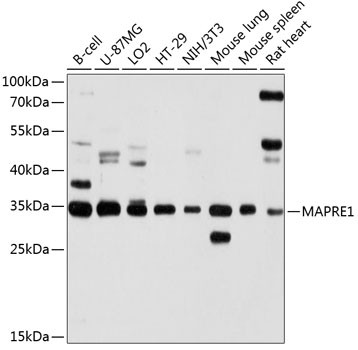 Western blot analysis of extracts of various cell lines, using MAPRE1 antibody (18-737) at 1:1000 dilution.<br/>Secondary antibody: HRP Goat Anti-Rabbit IgG (H+L) at 1:10000 dilution.<br/>Lysates/proteins: 25ug per lane.<br/>Blocking buffer: 3% nonfat dry milk in TBST.<br/>Detection: ECL Basic Kit.<br/>Exposure time: 10s.