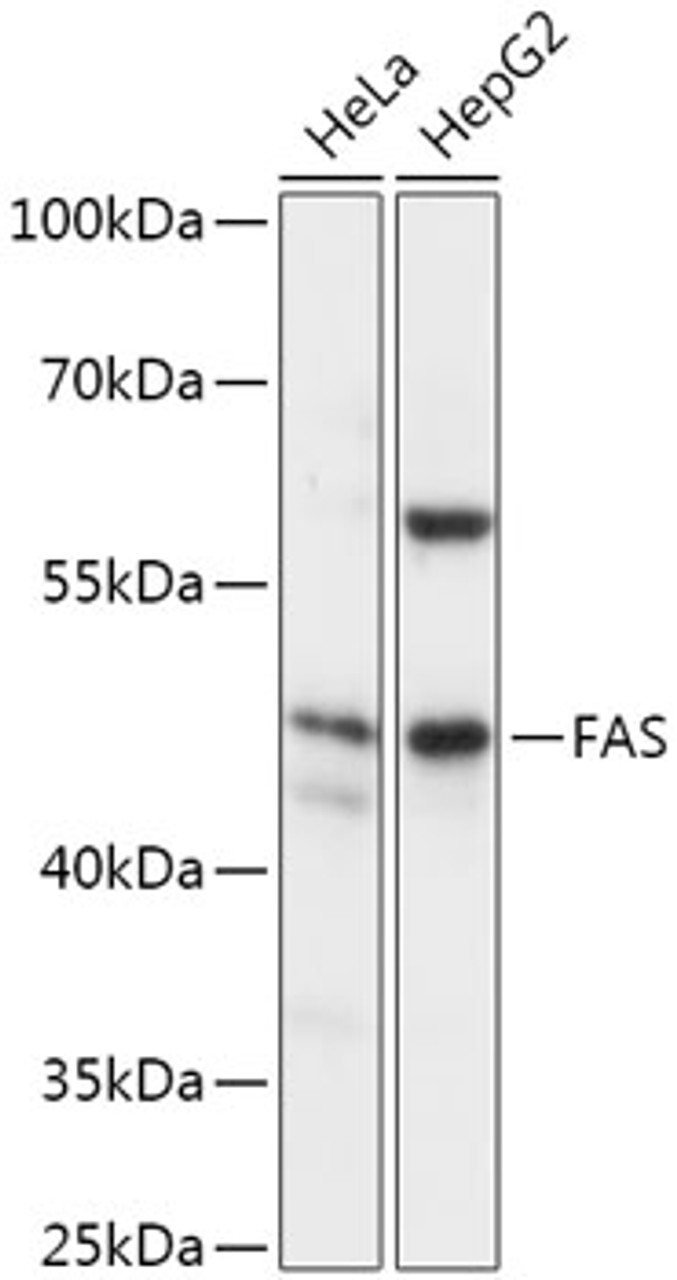 Western blot analysis of extracts of various cell lines, using FAS antibody (18-747) at 1:1000 dilution.<br/>Secondary antibody: HRP Goat Anti-Rabbit IgG (H+L) at 1:10000 dilution.<br/>Lysates/proteins: 25ug per lane.<br/>Blocking buffer: 3% nonfat dry milk in TBST.<br/>Detection: ECL Basic Kit.<br/>Exposure time: 5s.