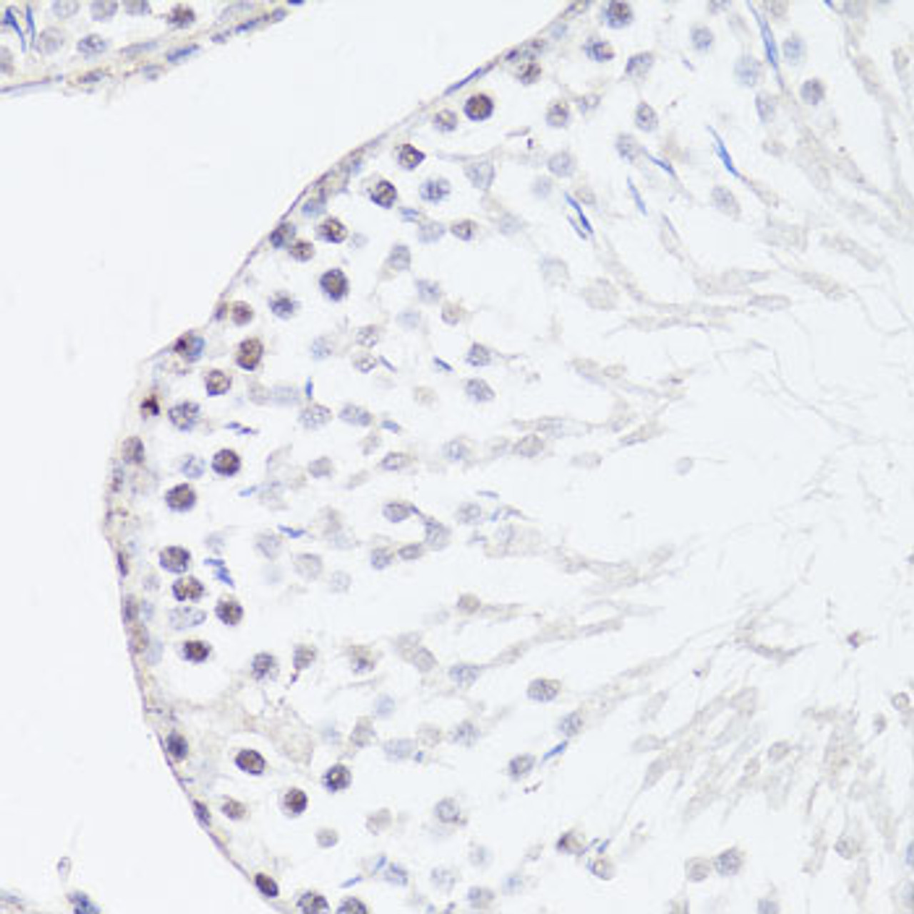 Immunohistochemistry of paraffin-embedded rat testis using FGF12 antibody (18-759) at dilution of 1:150 (40x lens) .