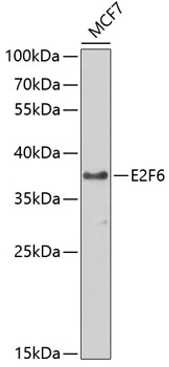 Western blot analysis of extracts of MCF-7 cells, using E2F6 antibody (18-784) at 1:1000 dilution.<br/>Secondary antibody: HRP Goat Anti-Rabbit IgG (H+L) at 1:10000 dilution.<br/>Lysates/proteins: 25ug per lane.<br/>Blocking buffer: 3% nonfat dry milk in TBST.<br/>Detection: ECL Basic Kit.<br/>Exposure time: 90s.