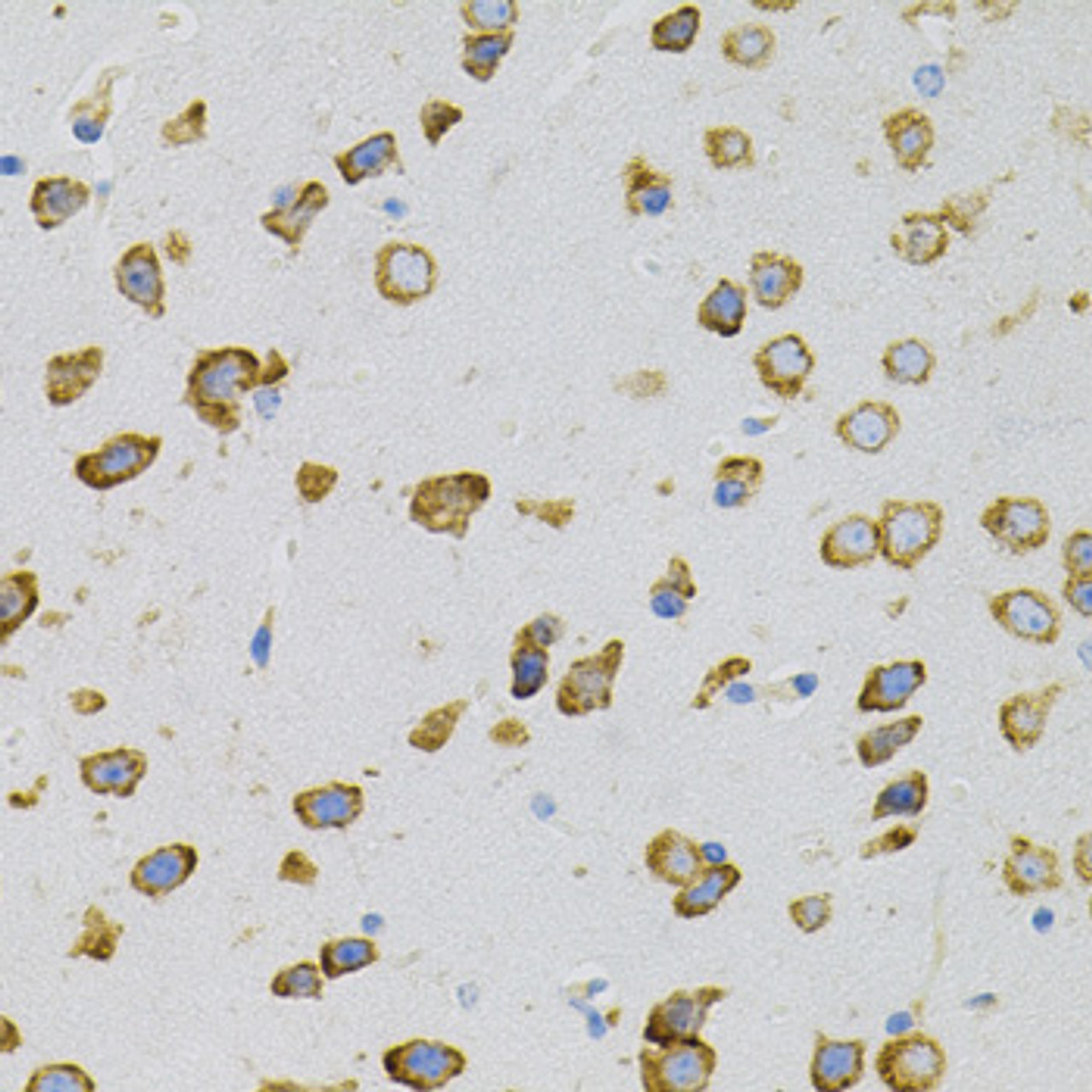 Immunohistochemistry of paraffin-embedded mouse brain using EEF1G antibody (18-785) (40x lens) .