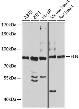Western blot analysis of extracts of various cell lines, using ELN antibody (18-787) at 1:1000 dilution.<br/>Secondary antibody: HRP Goat Anti-Rabbit IgG (H+L) at 1:10000 dilution.<br/>Lysates/proteins: 25ug per lane.<br/>Blocking buffer: 3% nonfat dry milk in TBST.<br/>Detection: ECL Basic Kit.<br/>Exposure time: 60s.