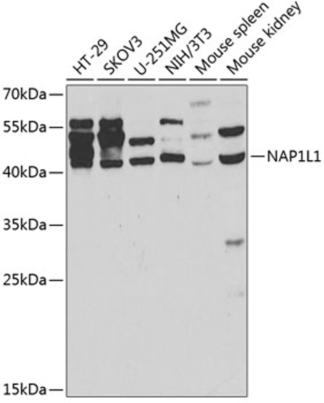 Western blot analysis of extracts of various cell lines, using NAP1L1 antibody (18-804) at 1:400 dilution.<br/>Secondary antibody: HRP Goat Anti-Rabbit IgG (H+L) at 1:10000 dilution.<br/>Lysates/proteins: 25ug per lane.<br/>Blocking buffer: 3% nonfat dry milk in TBST.<br/>Detection: ECL Basic Kit.<br/>Exposure time: 60s.