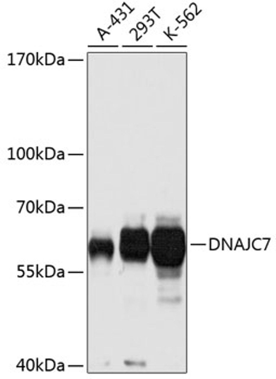 Western blot analysis of extracts of various cell lines, using DNAJC7 antibody (18-809) at 1:1000 dilution.<br/>Secondary antibody: HRP Goat Anti-Rabbit IgG (H+L) at 1:10000 dilution.<br/>Lysates/proteins: 25ug per lane.<br/>Blocking buffer: 3% nonfat dry milk in TBST.<br/>Detection: ECL Basic Kit.<br/>Exposure time: 30s.