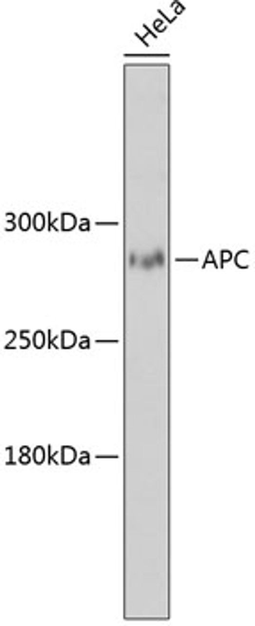 Western blot analysis of extracts of HeLa cells, using APC antibody (18-827) at 1:3000 dilution.<br/>Secondary antibody: HRP Goat Anti-Rabbit IgG (H+L) at 1:10000 dilution.<br/>Lysates/proteins: 25ug per lane.<br/>Blocking buffer: 3% nonfat dry milk in TBST.<br/>Detection: ECL Enhanced Kit.<br/>Exposure time: 90s.