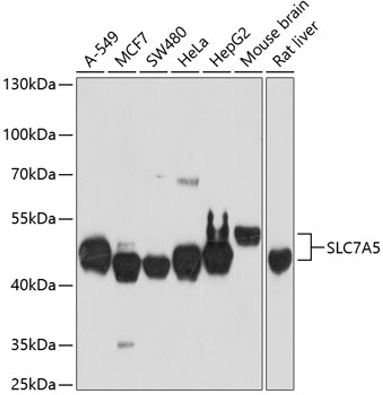 Western blot analysis of extracts of various cell lines, using SLC7A5 antibody (18-830) at 1:1000 dilution.<br/>Secondary antibody: HRP Goat Anti-Rabbit IgG (H+L) at 1:10000 dilution.<br/>Lysates/proteins: 25ug per lane.<br/>Blocking buffer: 3% nonfat dry milk in TBST.<br/>Detection: ECL Basic Kit.<br/>Exposure time: 90s.