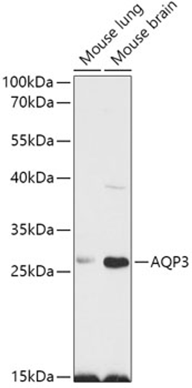 Western blot analysis of extracts of various cell lines, using AQP3 antibody (18-832) at 1:1000 dilution.<br/>Secondary antibody: HRP Goat Anti-Rabbit IgG (H+L) at 1:10000 dilution.<br/>Lysates/proteins: 25ug per lane.<br/>Blocking buffer: 3% nonfat dry milk in TBST.<br/>Detection: ECL Basic Kit.<br/>Exposure time: 90s.