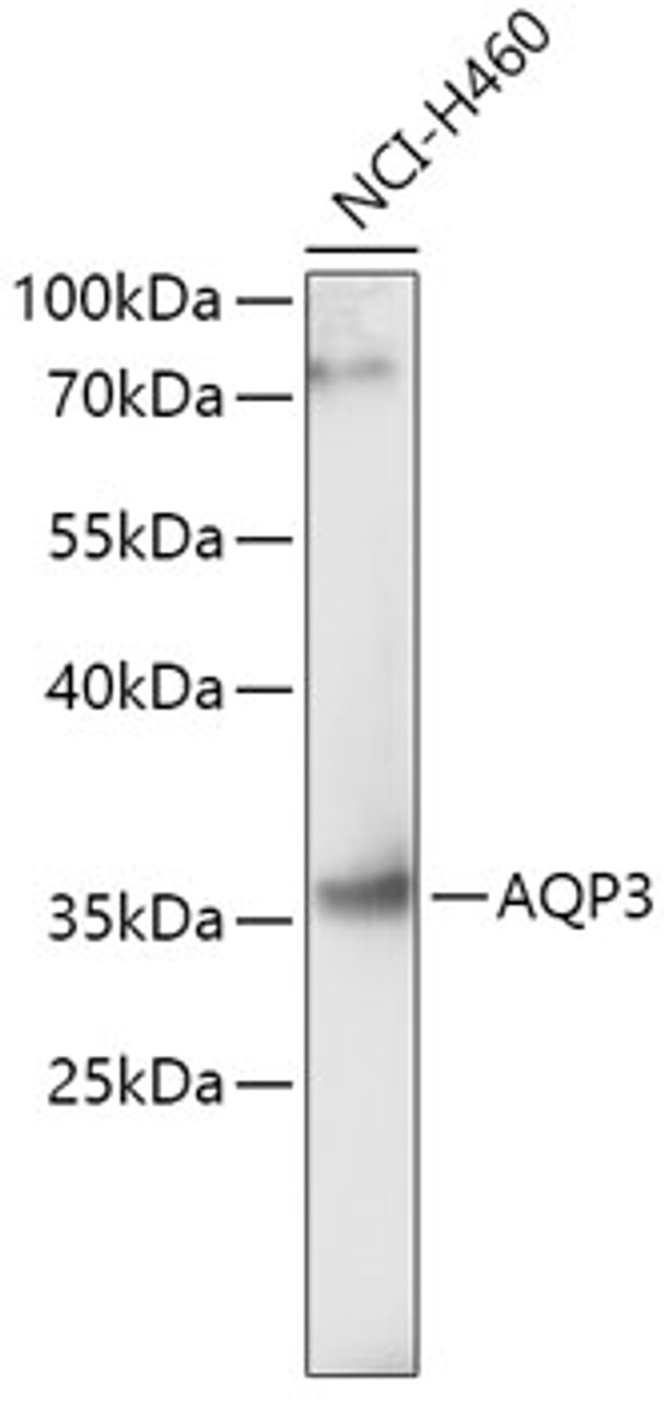 Western blot analysis of extracts of NCI-H460 cells, using AQP3 antibody (18-832) at 1:1000 dilution.<br/>Secondary antibody: HRP Goat Anti-Rabbit IgG (H+L) at 1:10000 dilution.<br/>Lysates/proteins: 25ug per lane.<br/>Blocking buffer: 3% nonfat dry milk in TBST.<br/>Detection: ECL Basic Kit.<br/>Exposure time: 3min.