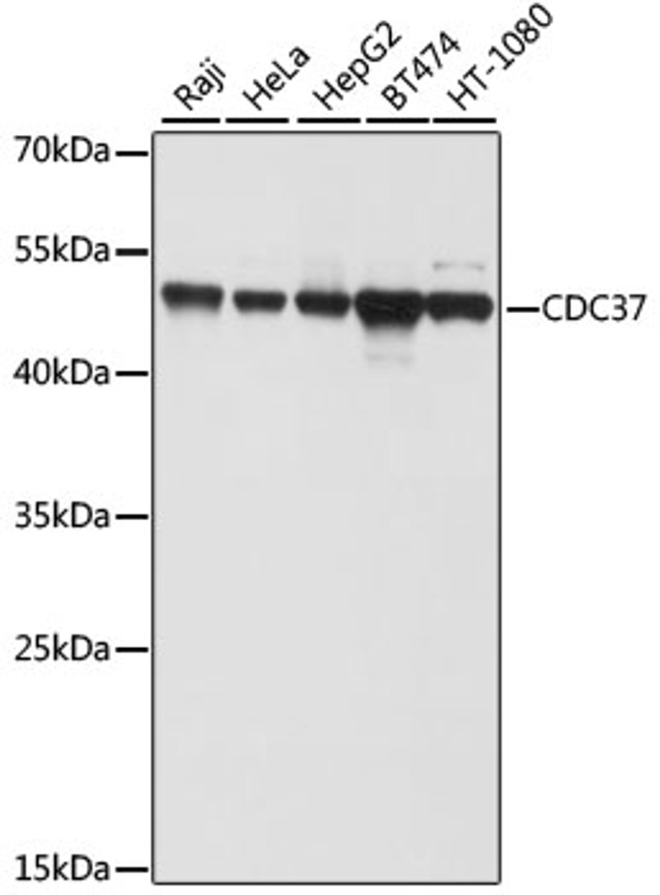 Western blot analysis of extracts of various cell lines, using CDC37 antibody (18-836) at 1:1000 dilution.<br/>Secondary antibody: HRP Goat Anti-Rabbit IgG (H+L) at 1:10000 dilution.<br/>Lysates/proteins: 25ug per lane.<br/>Blocking buffer: 3% nonfat dry milk in TBST.<br/>Detection: ECL Basic Kit.<br/>Exposure time: 10s.