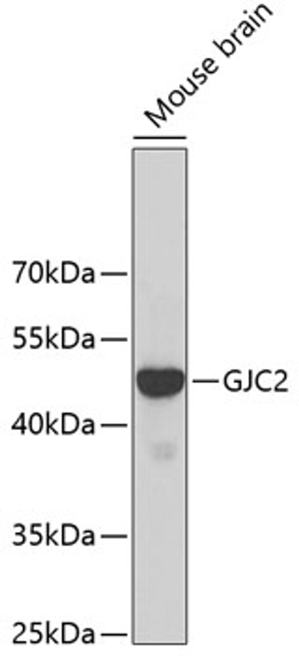Western blot analysis of extracts of mouse brain, using GJC2 antibody (18-848) at 1:500 dilution.<br/>Secondary antibody: HRP Goat Anti-Rabbit IgG (H+L) at 1:10000 dilution.<br/>Lysates/proteins: 25ug per lane.<br/>Blocking buffer: 3% nonfat dry milk in TBST.<br/>Detection: ECL Basic Kit.<br/>Exposure time: 30s.