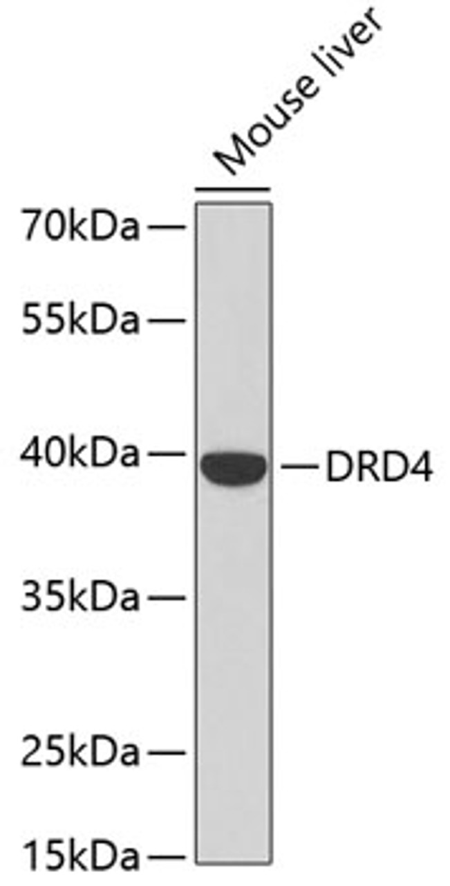 Western blot analysis of extracts of mouse liver, using DRD4 antibody (18-855) at 1:500 dilution._Secondary antibody: HRP Goat Anti-Rabbit IgG (H+L) at 1:10000 dilution._Lysates/proteins: 25ug per lane._Blocking buffer: 3% nonfat dry milk in TBST._Detection: ECL Enhanced Kit._Exposure time: 40s.